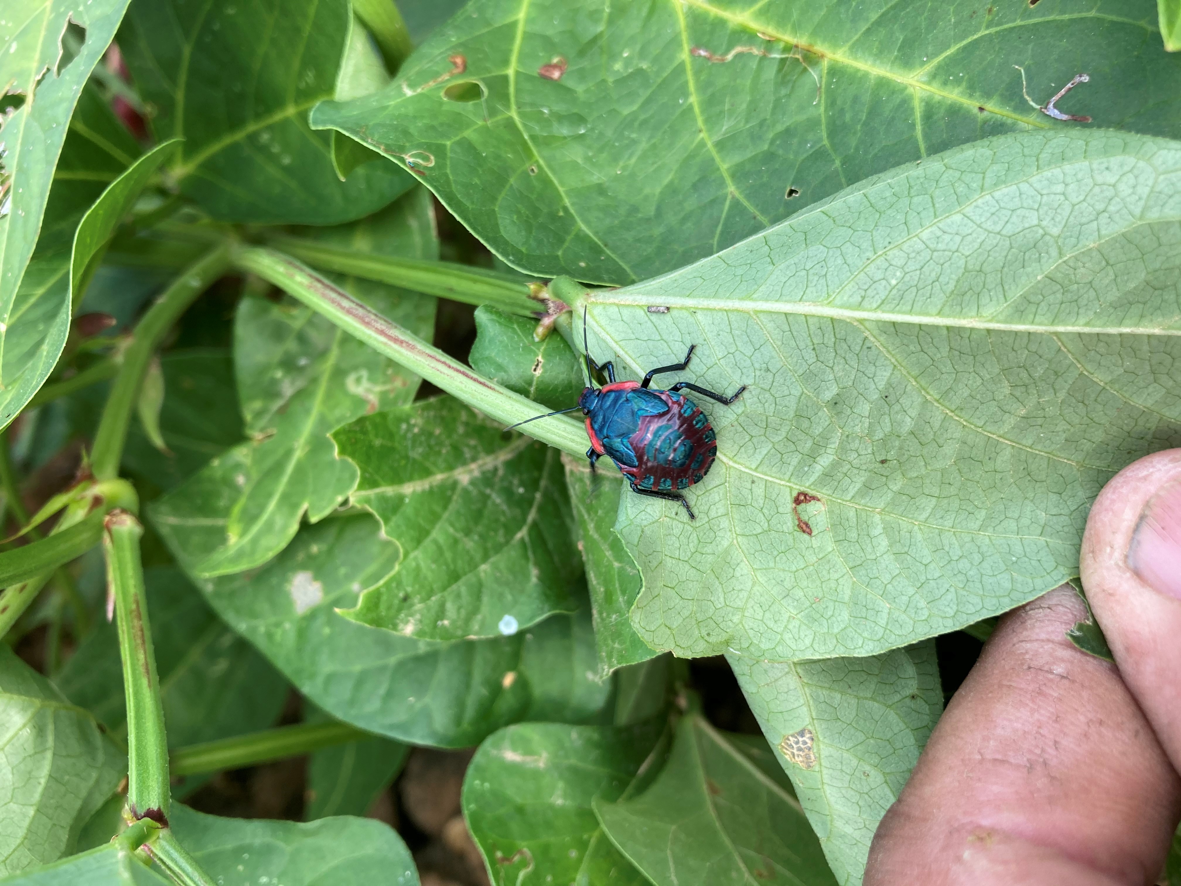 beneficial insectjpg